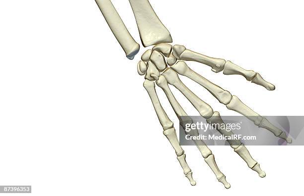 the bones of the hand - metacarpal stock illustrations