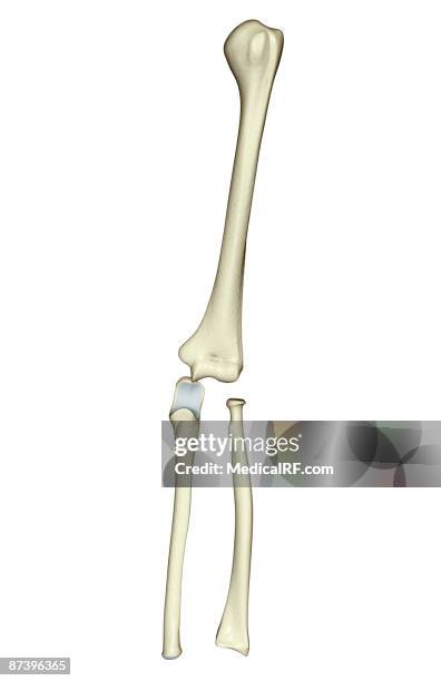 the bones of the upper limb - ulna stock illustrations