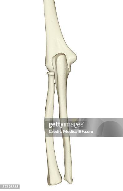 the bones of the elbow - ulna stock illustrations
