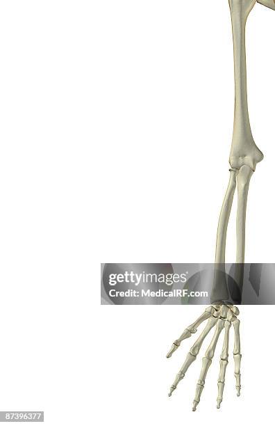 ilustraciones, imágenes clip art, dibujos animados e iconos de stock de the bones of the upper limb - radio hueso del brazo