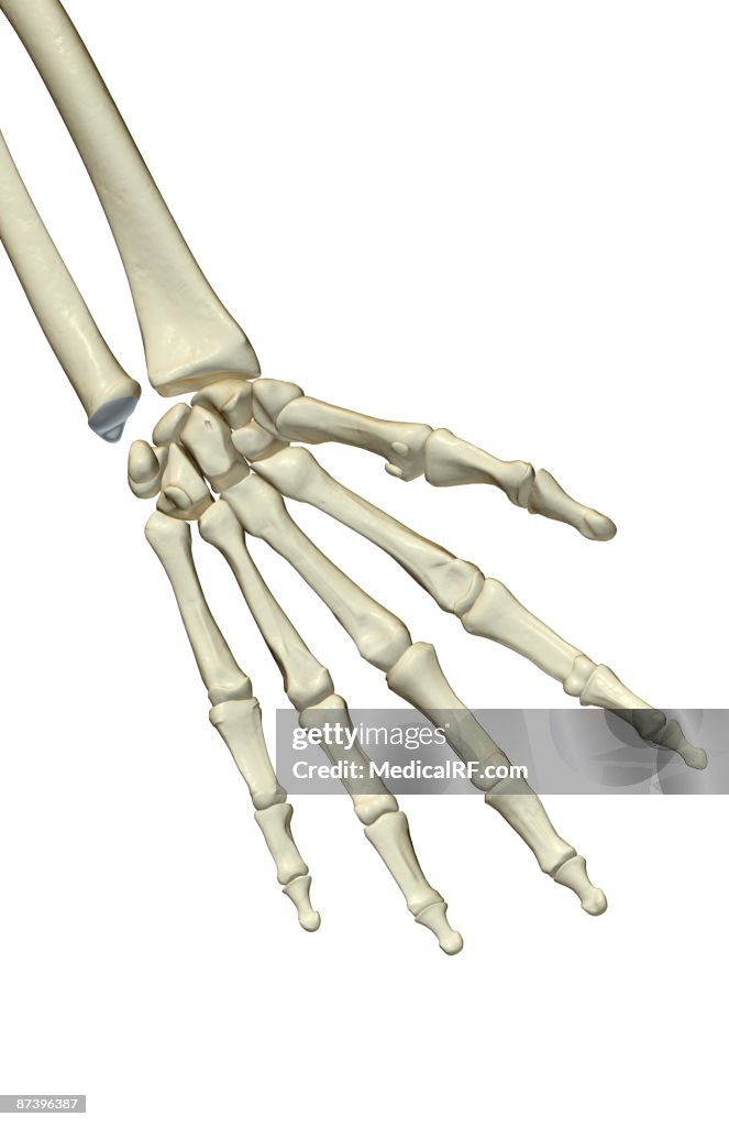 The bones of the hand