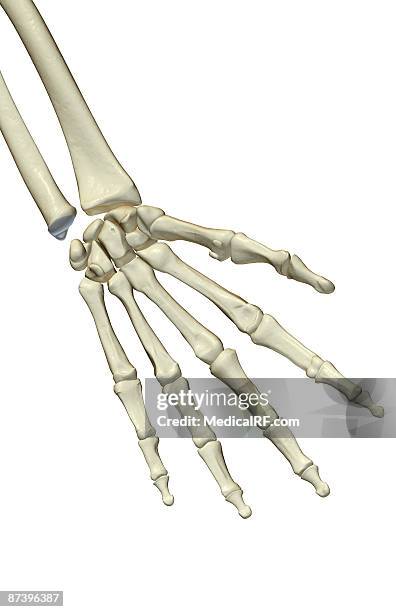 the bones of the hand - lunares stock illustrations