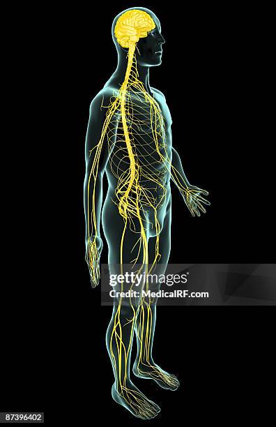 the nervous system - kreuznerv stock-grafiken, -clipart, -cartoons und -symbole