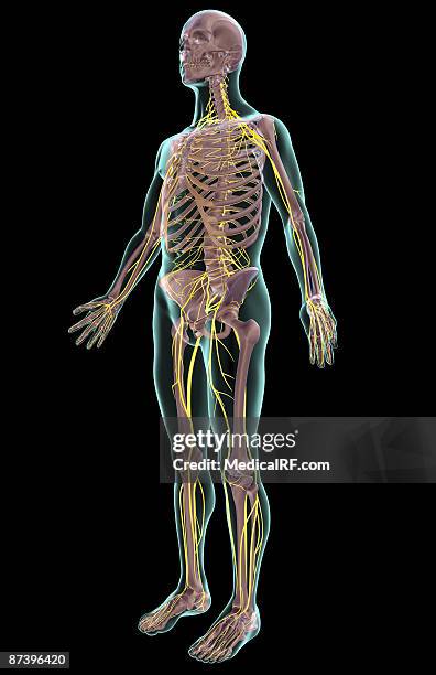 the nervous system - kreuznerv stock-grafiken, -clipart, -cartoons und -symbole