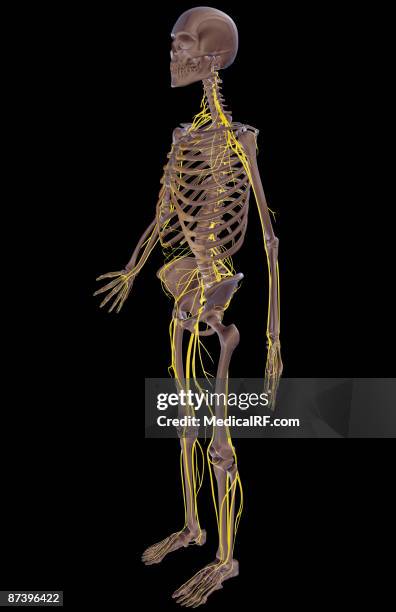 the nervous system - sacral nerve stock illustrations