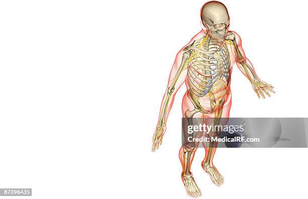 the nervous system - sacral nerve stock illustrations