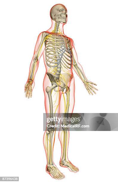 the nervous system - sacral nerve stock illustrations
