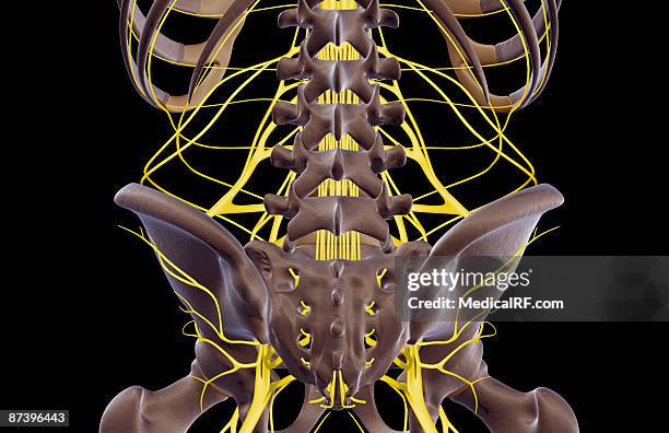 the nerves of the lower back - plexus lumbalis stock-grafiken, -clipart, -cartoons und -symbole