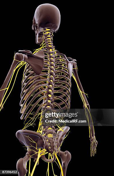 the nerves of the upper body - plexus lumbalis stock-grafiken, -clipart, -cartoons und -symbole