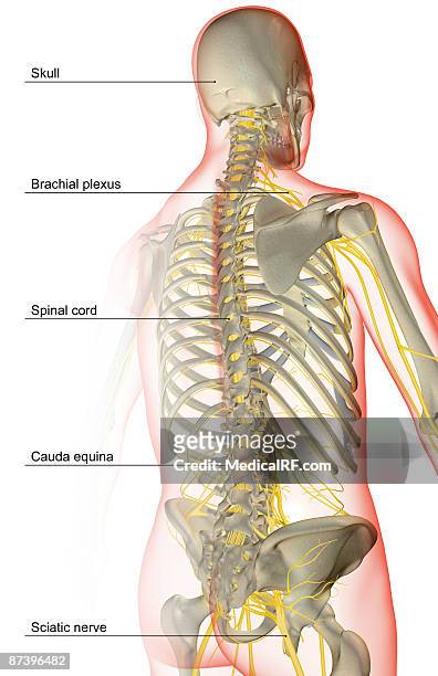 the nerve supply of the upper body - plexus lumbalis stock-grafiken, -clipart, -cartoons und -symbole
