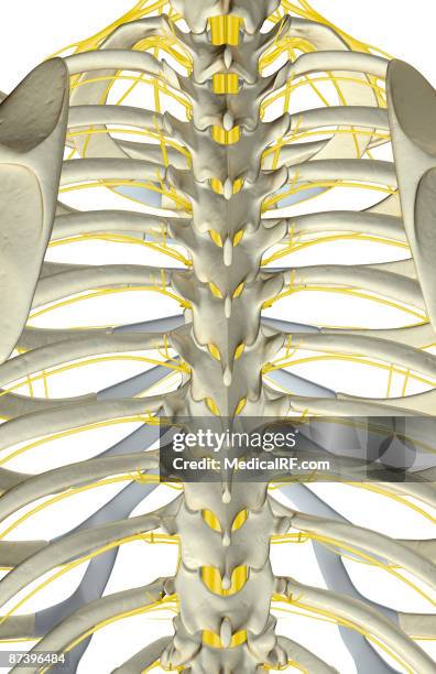 Nerves Of Ribs Intercostal Nerve Photos and Premium High Res Pictures - Getty Images