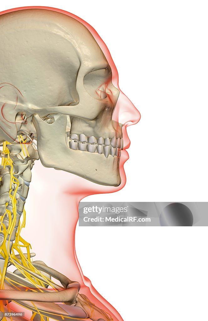 The nerves of the neck