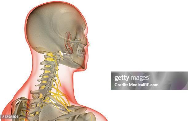 the nerves of the neck - plexus cervicalis stock-grafiken, -clipart, -cartoons und -symbole