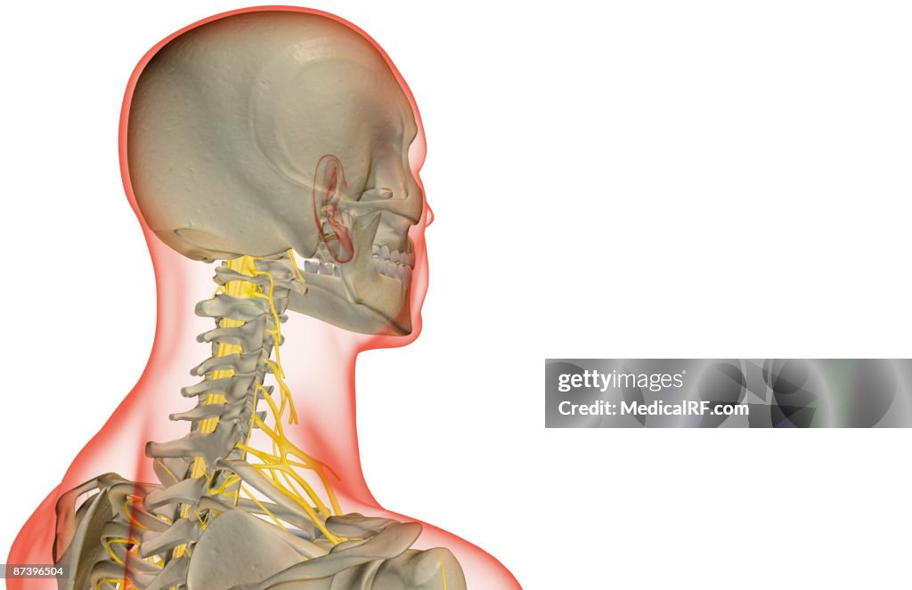 The nerves of the neck