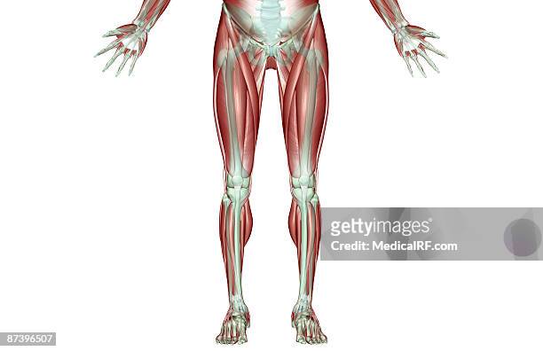 the musculoskeleton of the lower body - tibialis anterior muscle stock-grafiken, -clipart, -cartoons und -symbole