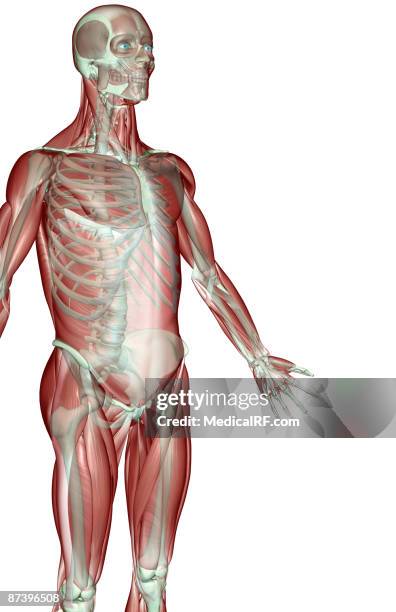 stockillustraties, clipart, cartoons en iconen met the musculoskeleton of the upper limb - voorste getande spier