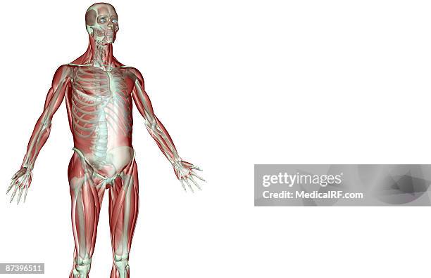 stockillustraties, clipart, cartoons en iconen met the musculoskeleton of the upper limb - voorste getande spier
