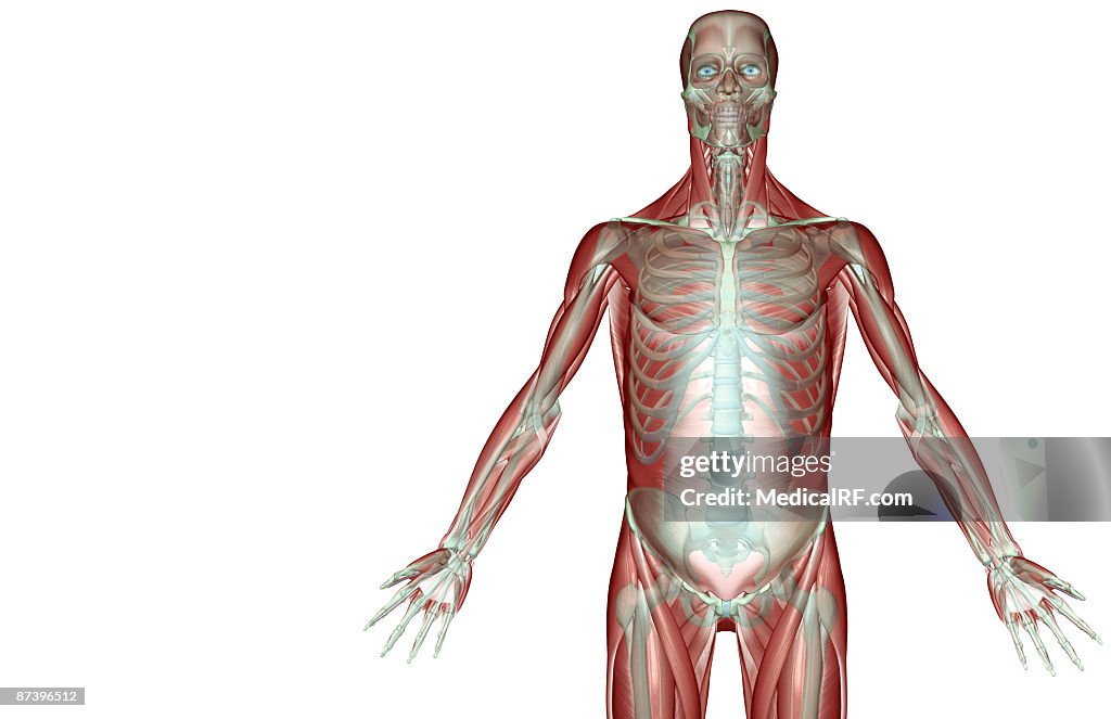 The musculoskeleton of the upper limb