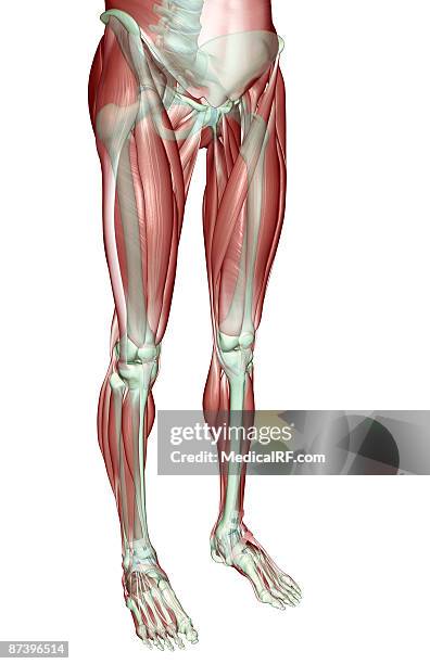 stockillustraties, clipart, cartoons en iconen met the musculoskeleton of the lower body - tibialis anterior muscle