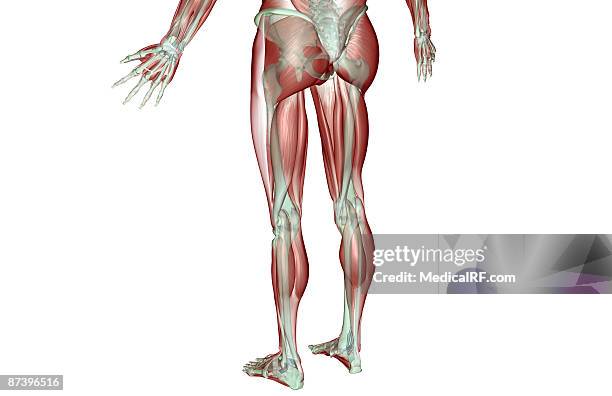 stockillustraties, clipart, cartoons en iconen met the musculoskeleton of the lower body - kuitspier