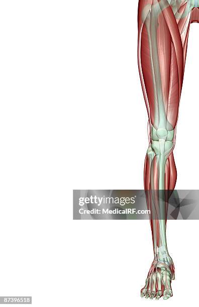 illustrazioni stock, clip art, cartoni animati e icone di tendenza di the musculoskeleton of the lower limb - tibialis anterior muscle