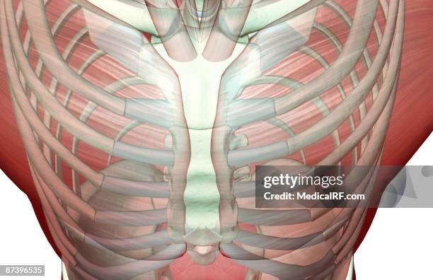 stockillustraties, clipart, cartoons en iconen met the musculoskeleton of the chest - thoracic muscles