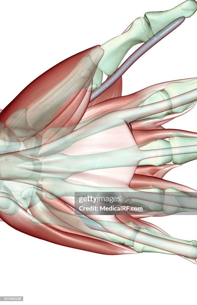 The musculoskeleton of the hand