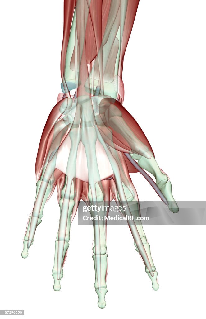 The musculoskeleton of the hand