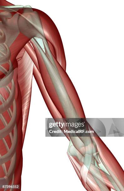 the musculoskeleton of the shoulder and upper arm - deltoid stock illustrations