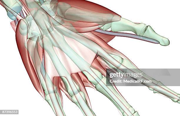 the musculoskeleton of the hand - opponens pollicis stock illustrations