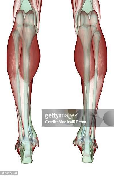 the musculoskeleton of the legs - gastrocnemius stock-grafiken, -clipart, -cartoons und -symbole
