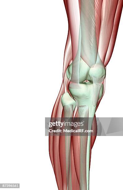 illustrazioni stock, clip art, cartoni animati e icone di tendenza di the musculoskeleton of the knee - tibialis anterior muscle