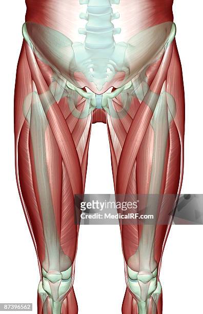 ilustrações de stock, clip art, desenhos animados e ícones de the musculoskeleton of the lower limb - vastus lateralis