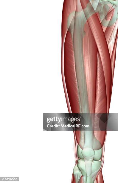stockillustraties, clipart, cartoons en iconen met the musculoskeleton of the thigh - brede zijspier