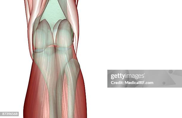 the musculoskeleton of the knee - gastrocnemius stock illustrations