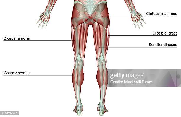 the musculoskeleton of the lower body - human muscle stock illustrations