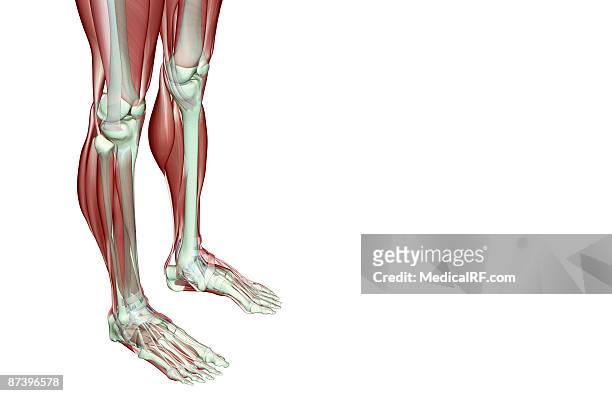 stockillustraties, clipart, cartoons en iconen met the musculoskeleton of the legs - tibialis anterior muscle