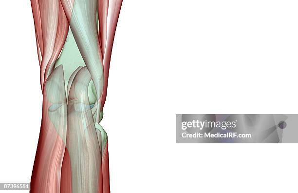 the musculoskeleton of the knee - gastrocnemius stock-grafiken, -clipart, -cartoons und -symbole