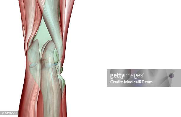 the musculoskeleton of the knee - gastrocnemius stock illustrations
