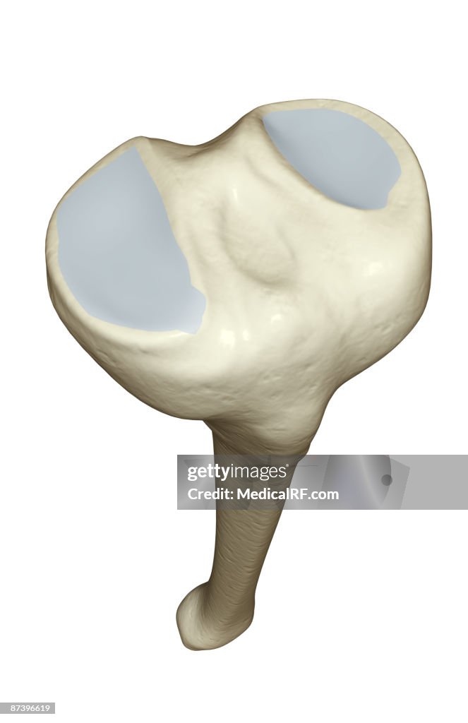 The tibia