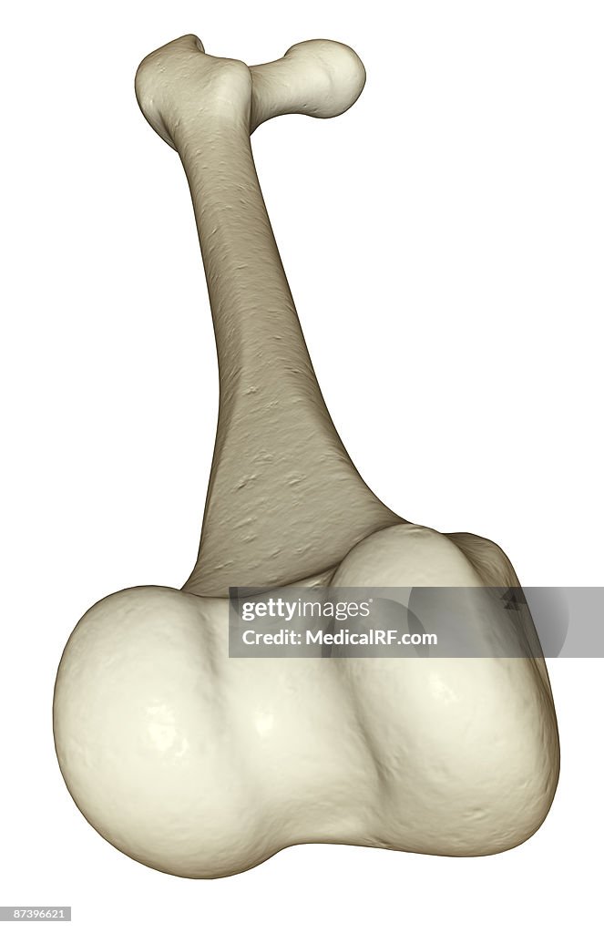 The tibia