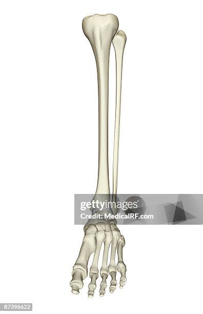 Ladder Tibia 576 Tibia Anterior Stock Photos, High-Res Pictures, and Images - Getty ...