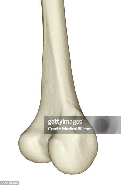 ilustraciones, imágenes clip art, dibujos animados e iconos de stock de the tibia - cóndilo femoral