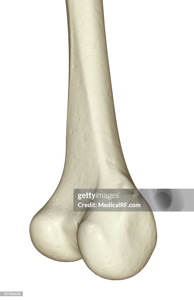 The tibia