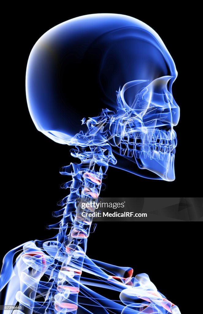 The bones of the head and neck