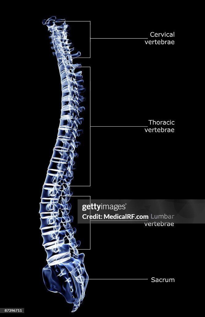 The vertebral column