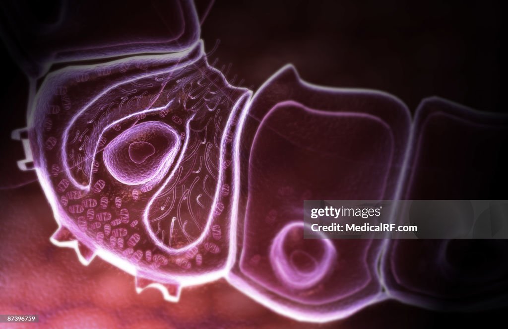 Parietal cell