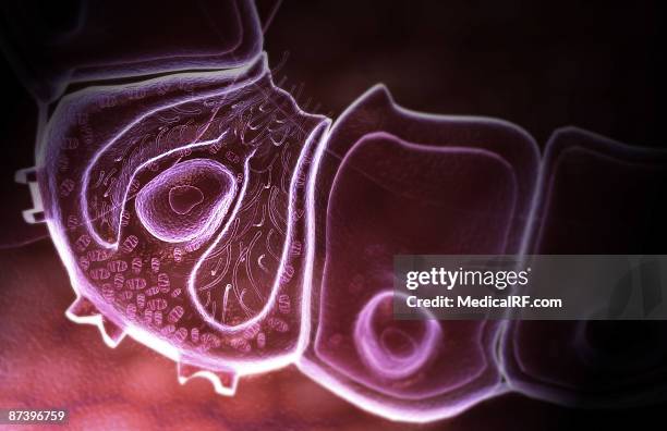 parietal cell - gastric acid stock illustrations