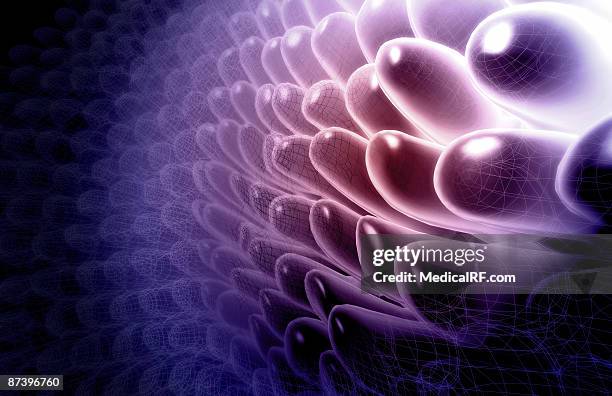 villi - human small intestine stock illustrations