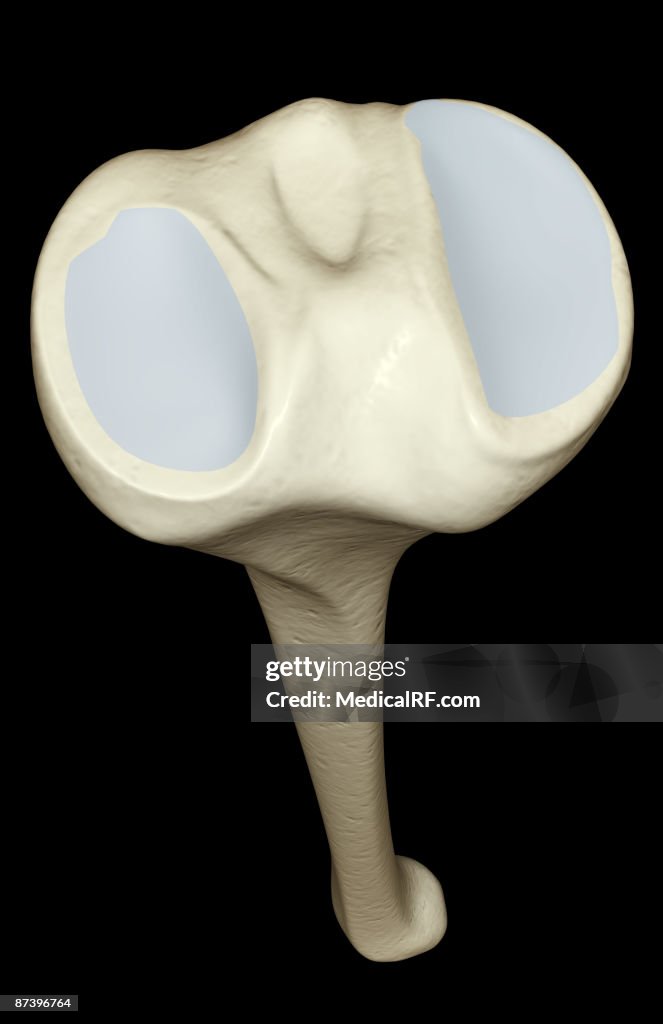 The tibia
